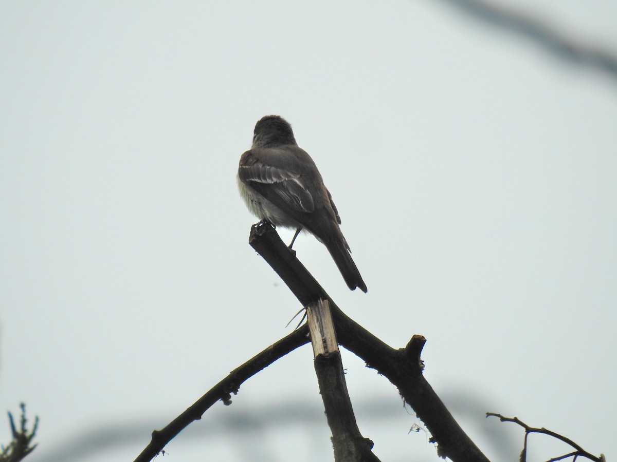 Acadian Flycatcher - ML123975331