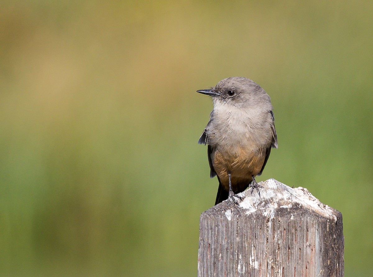 Say's Phoebe - ML123975521