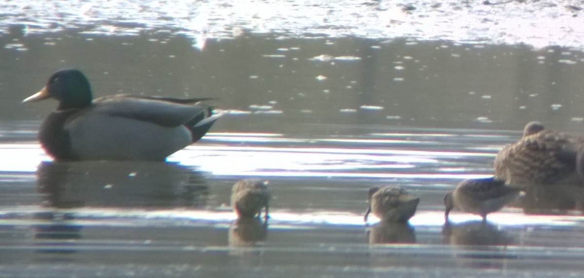 Long-billed Dowitcher - ML123975961