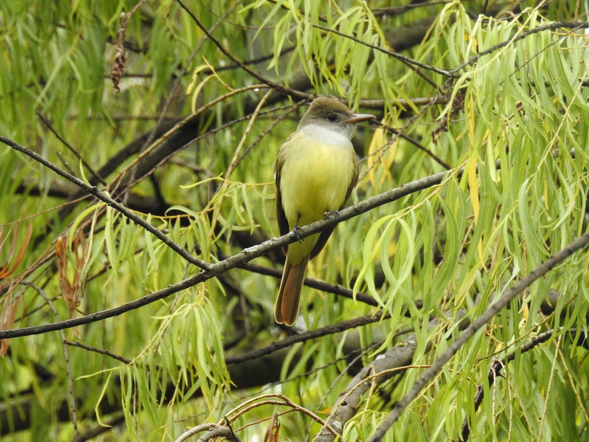 Great Crested Flycatcher - ML123976431