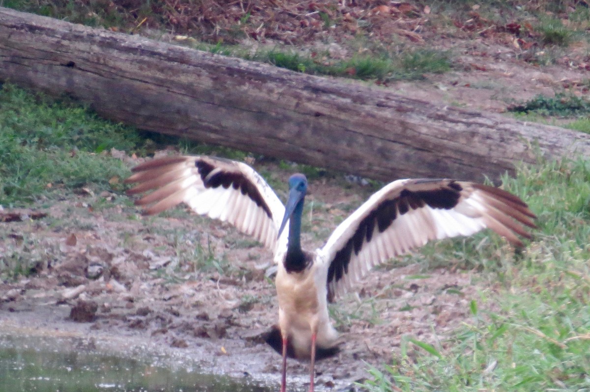 Black-necked Stork - ML123976481