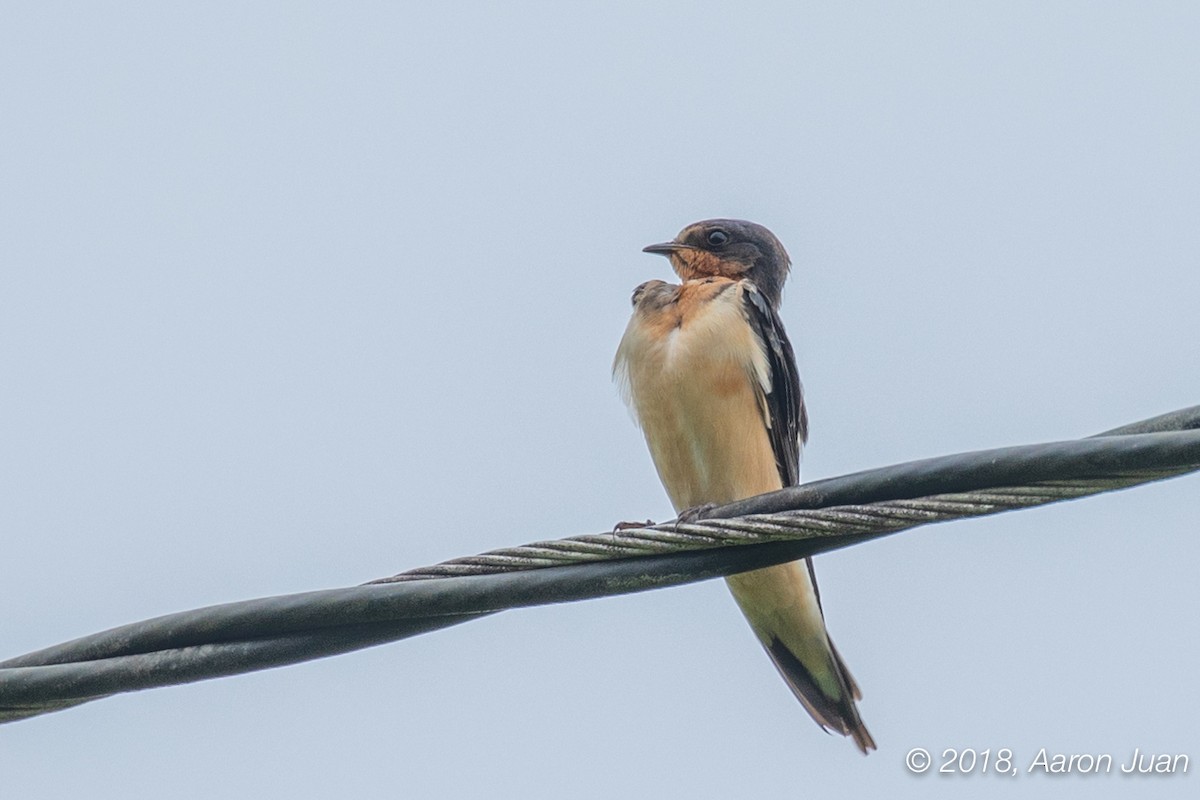 Barn Swallow - Aaron Juan