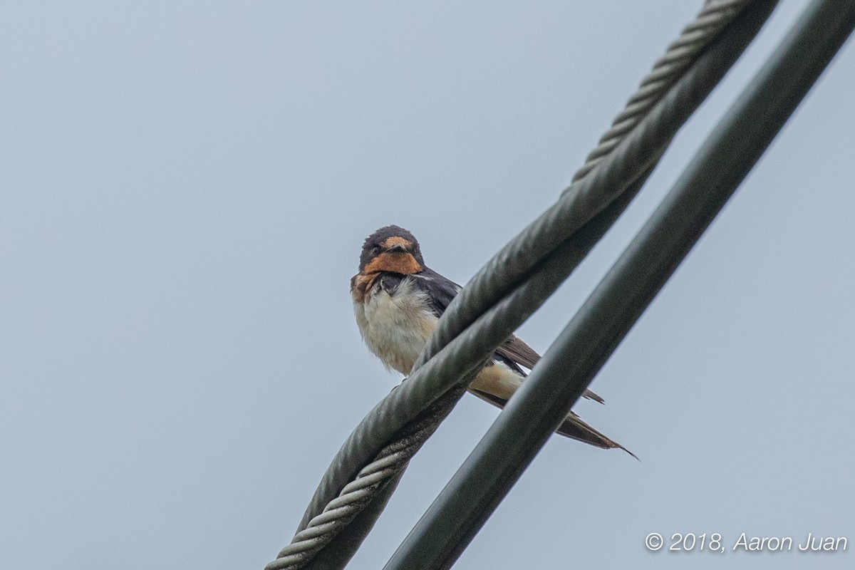 Barn Swallow - Aaron Juan