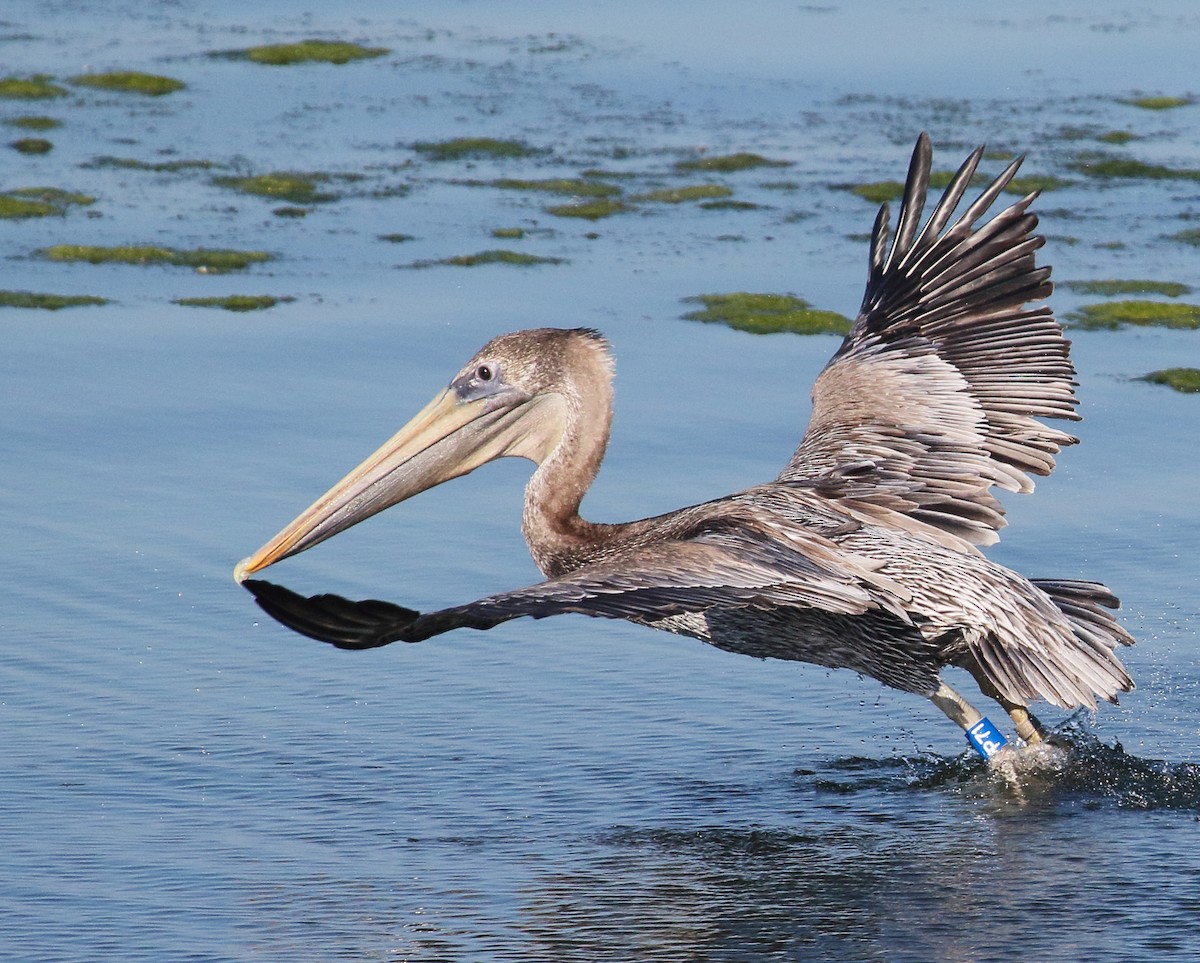 Brown Pelican - ML123977001