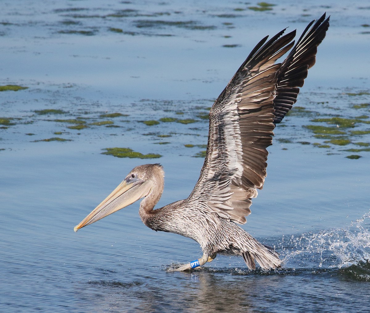 Brown Pelican - ML123977011