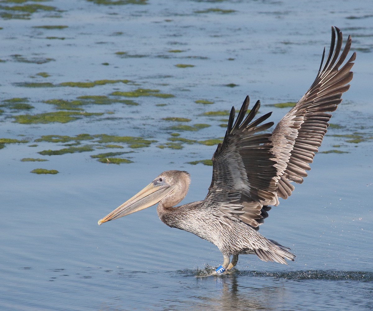 Brown Pelican - ML123977021