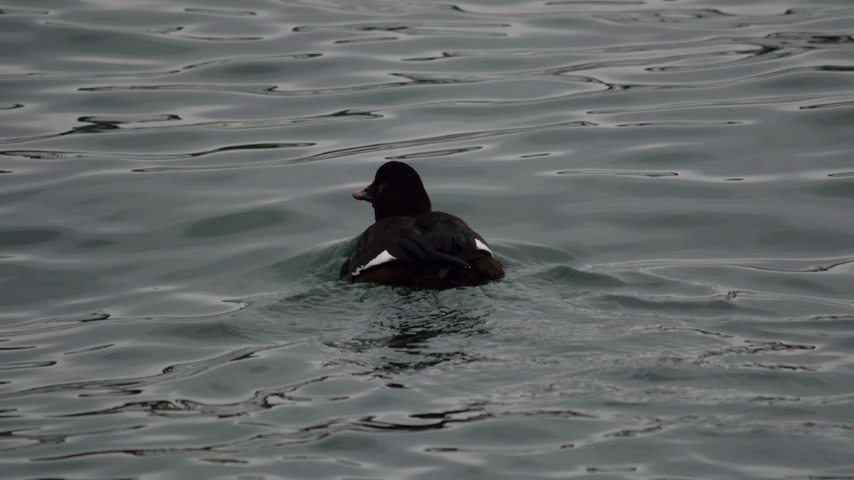 White-winged Scoter - Anthony Zammit