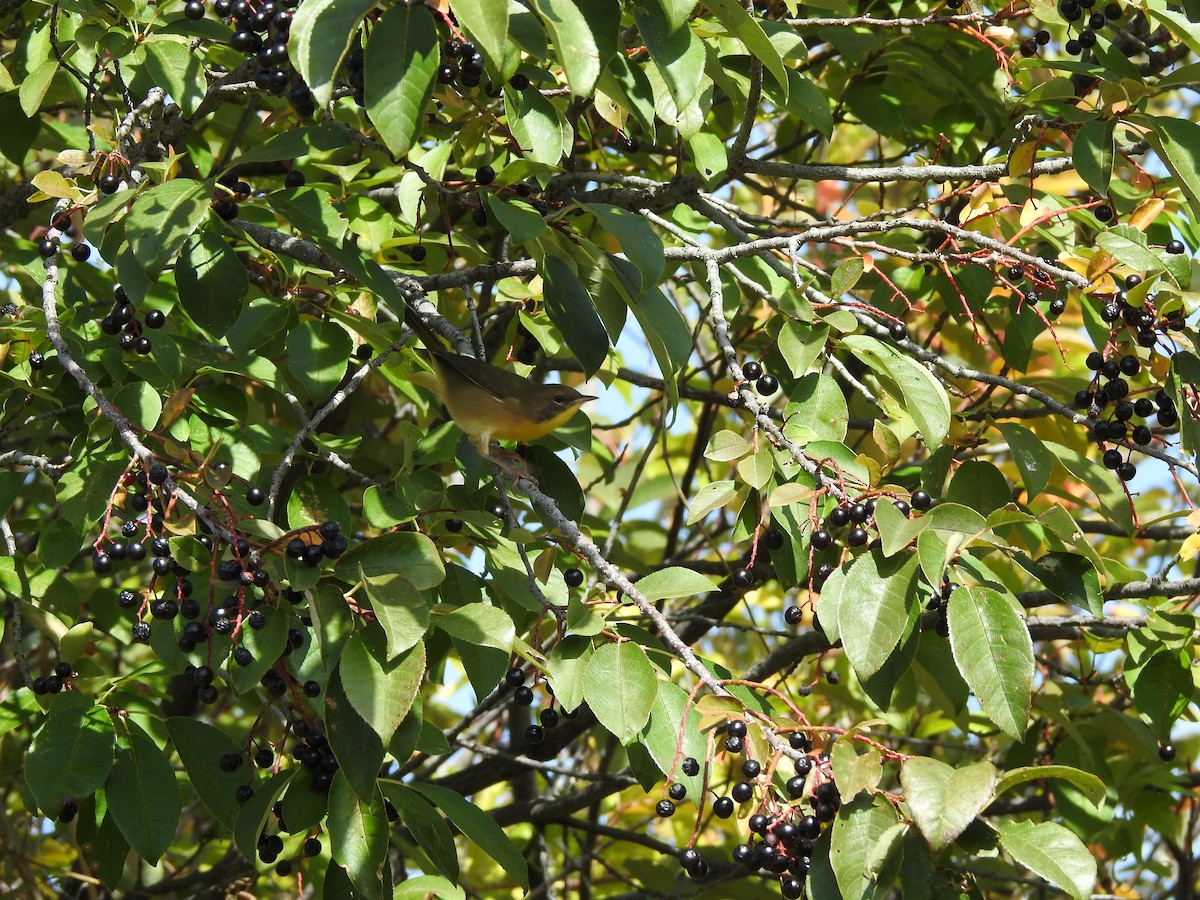 Common Yellowthroat - Shane Sater