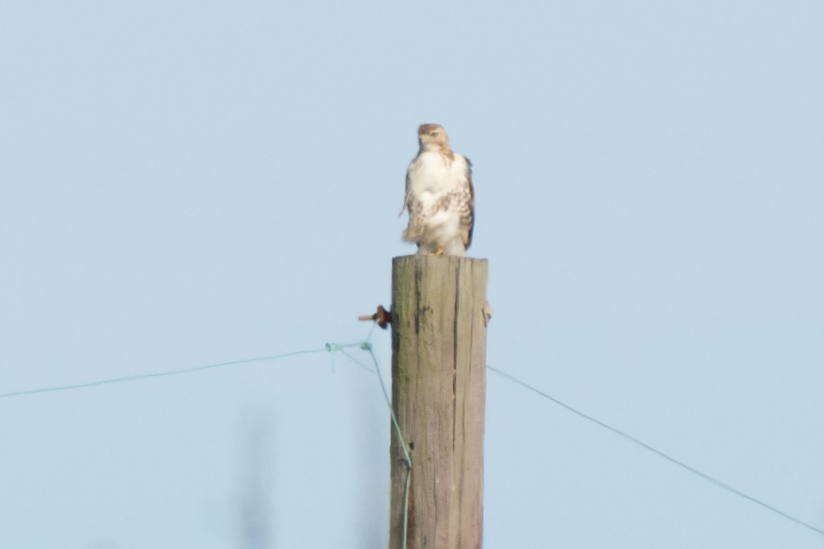 Red-tailed Hawk (borealis) - ML123979691