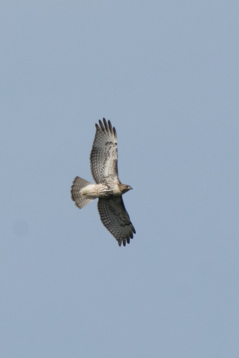 Red-tailed Hawk - Lillie Gibb