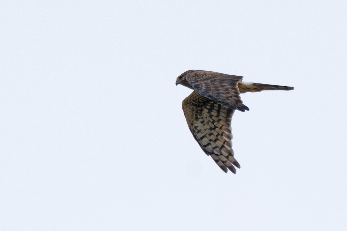 Northern Harrier - Lillie Gibb