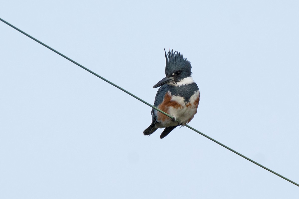 Belted Kingfisher - Lillie Gibb