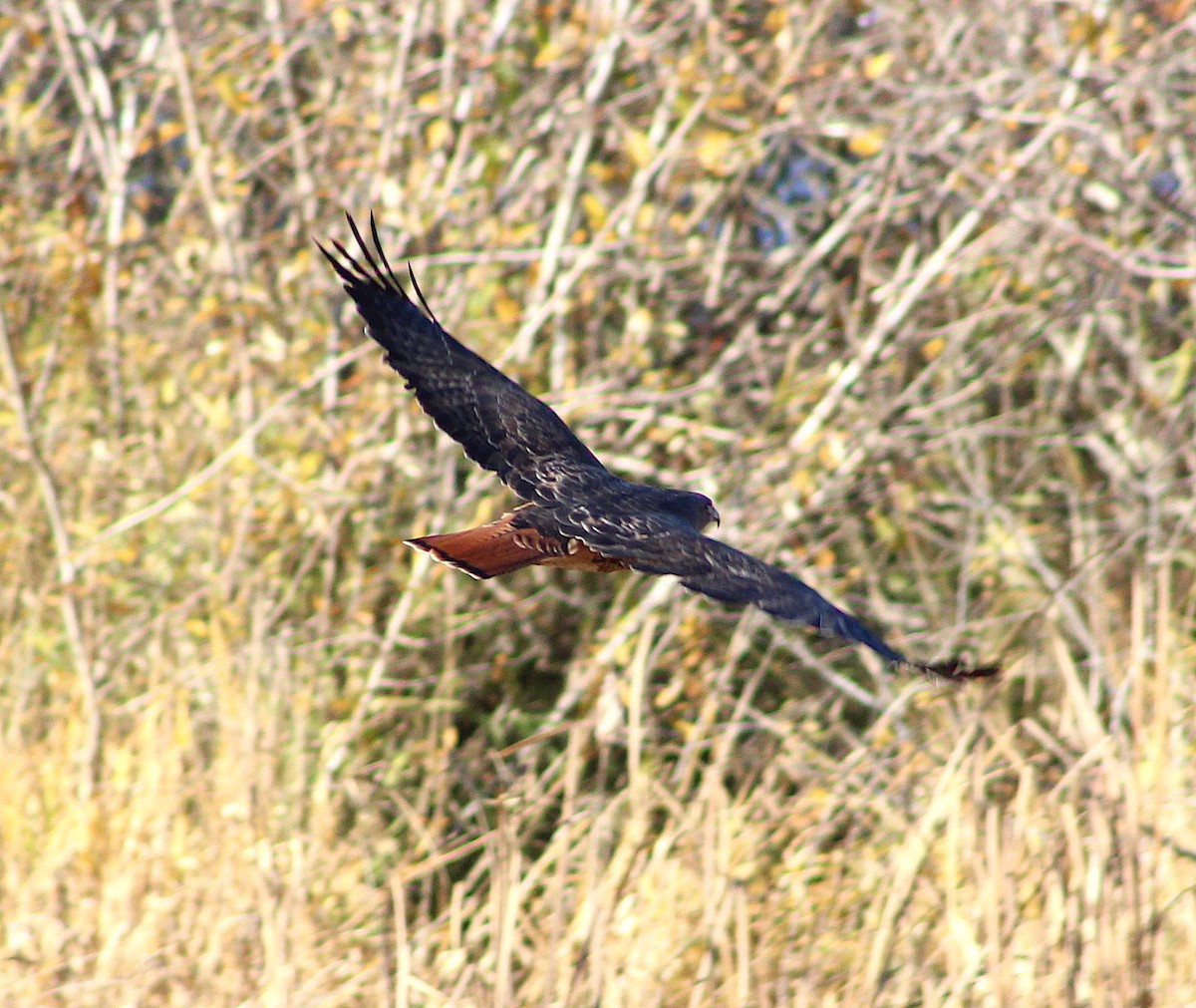 Red-tailed Hawk - ML123980011