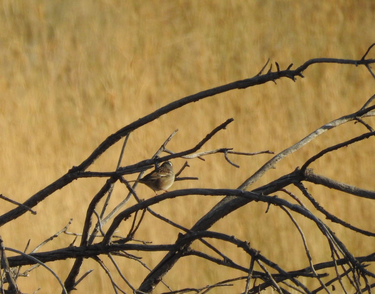 White-crowned Sparrow - Shane Sater