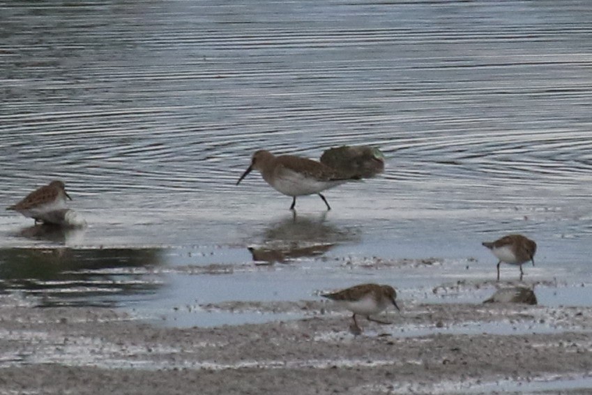 Dunlin - Dan Jones