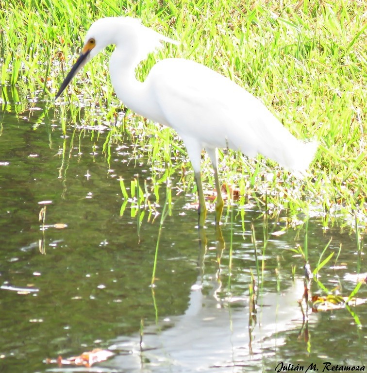 Snowy Egret - Julián Retamoza