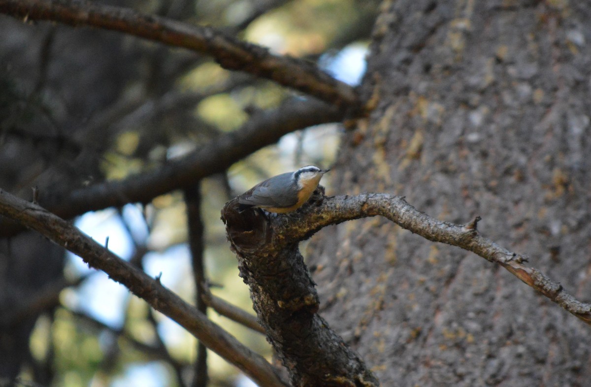 Red-breasted Nuthatch - Emily Williams