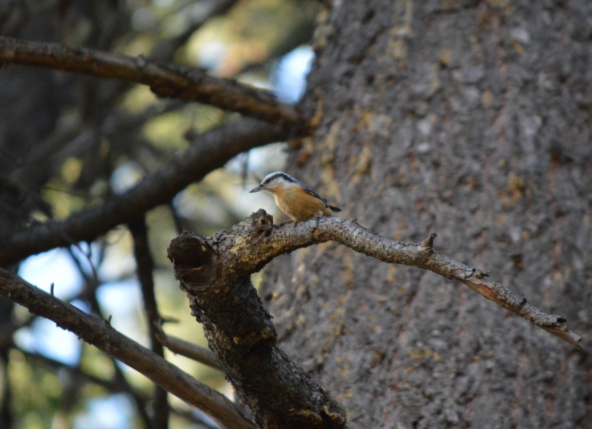 Red-breasted Nuthatch - ML123983171
