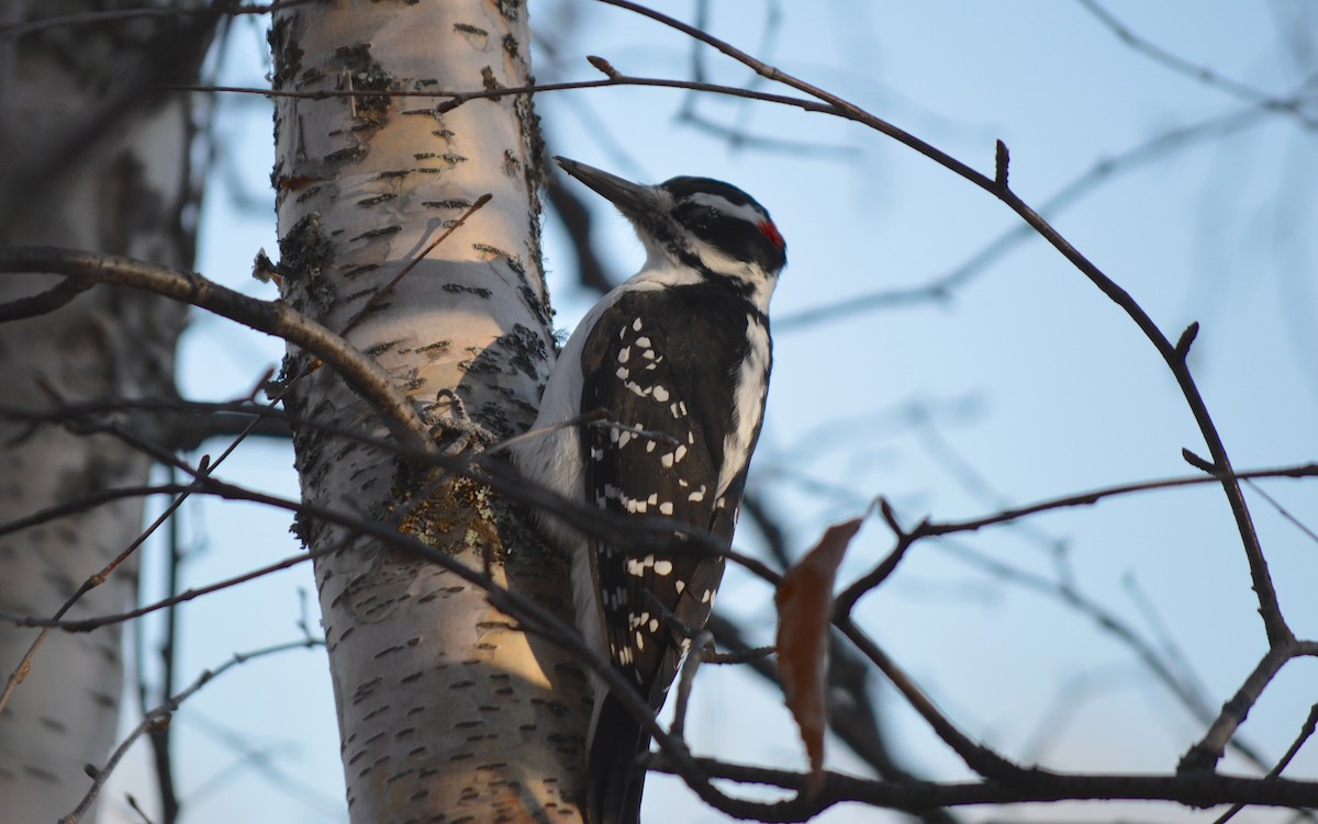 Hairy Woodpecker - ML123983361