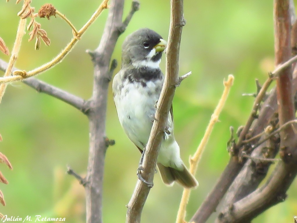 Double-collared Seedeater - ML123984111