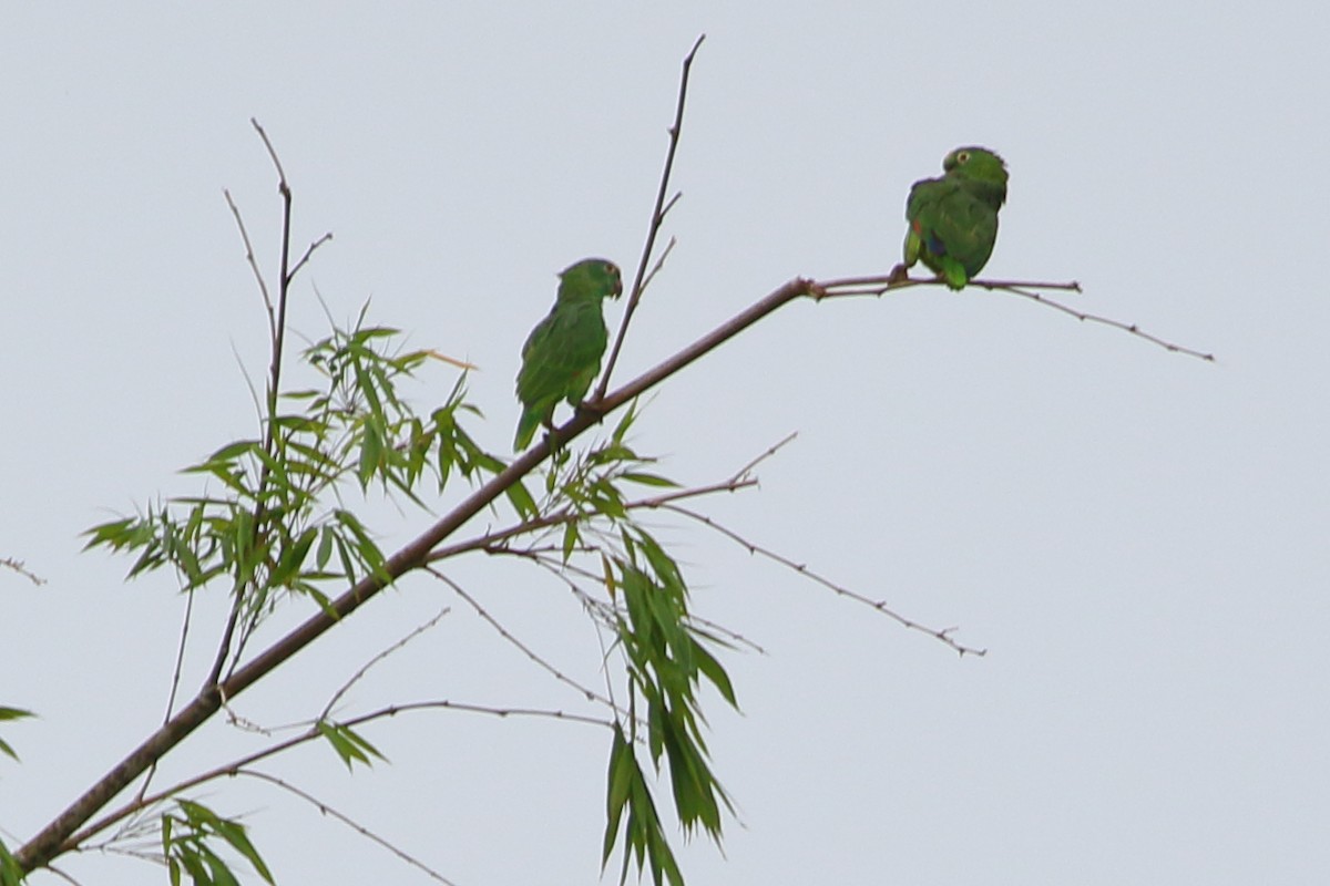 Amazona Harinosa - ML123984961