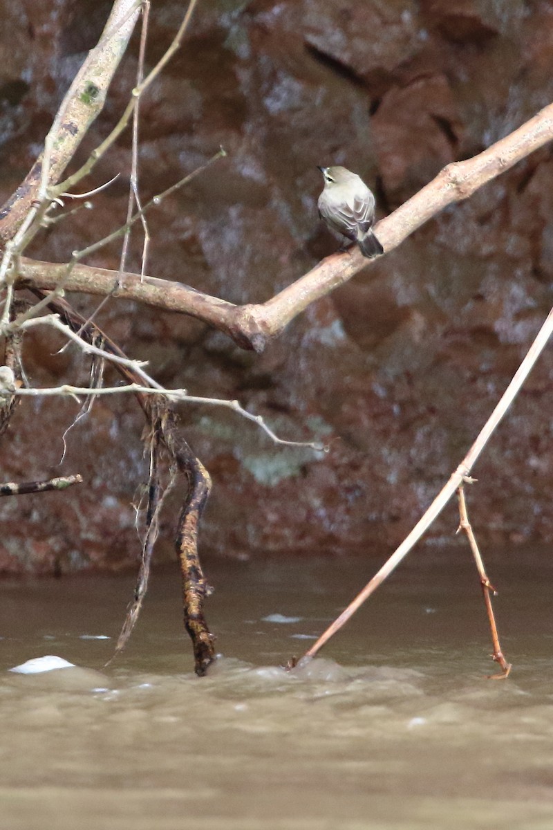 Mosquerito Guardarrios - ML123985151