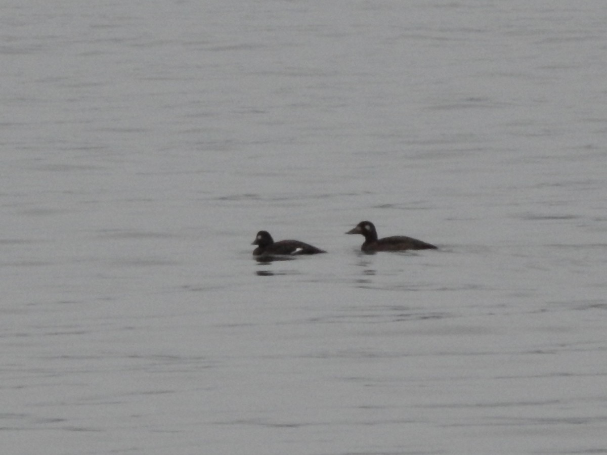 White-winged Scoter - ML123985201