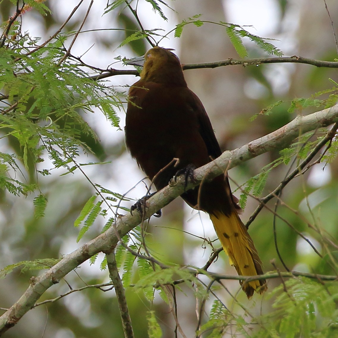 Russet-backed Oropendola - ML123987381