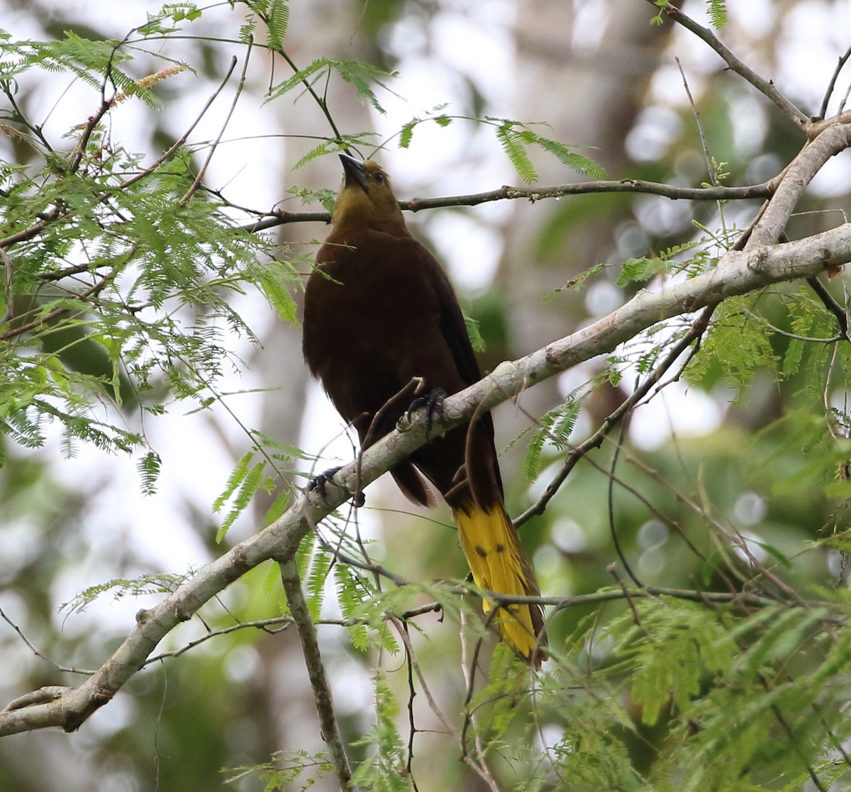 Russet-backed Oropendola - ML123987391