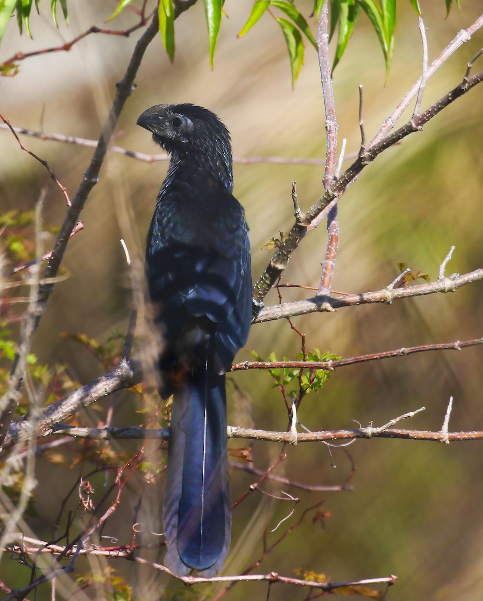 Groove-billed Ani - olivia graves