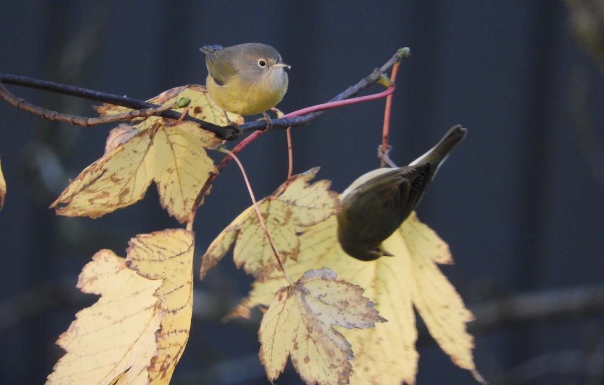 Nashville Warbler - ML123988781