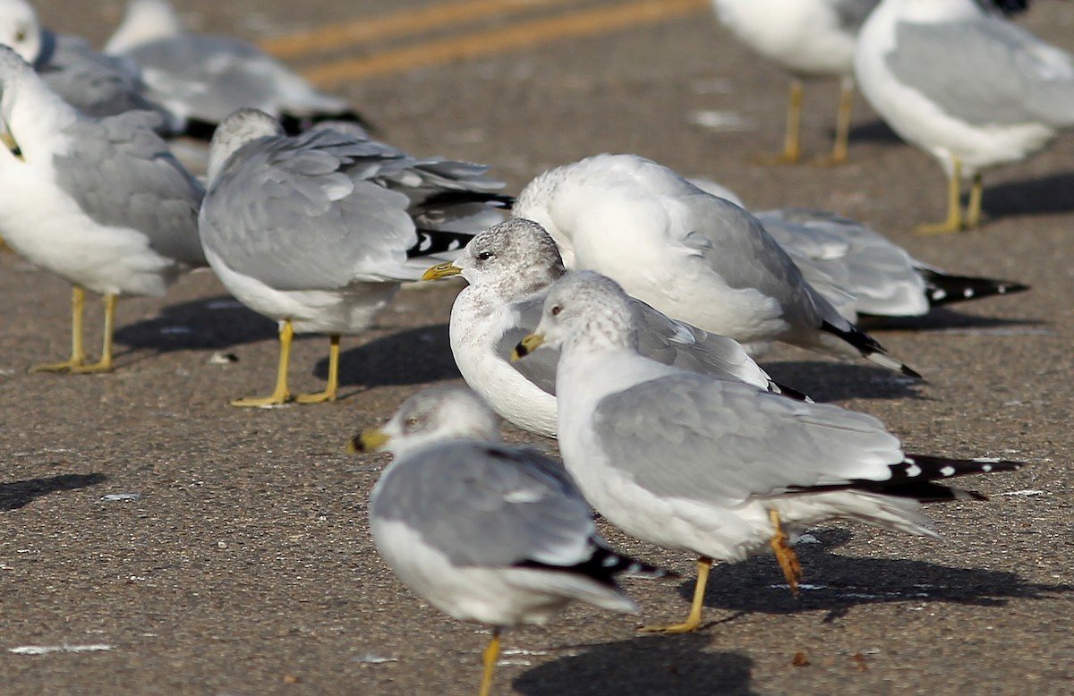 Short-billed Gull - ML123990531