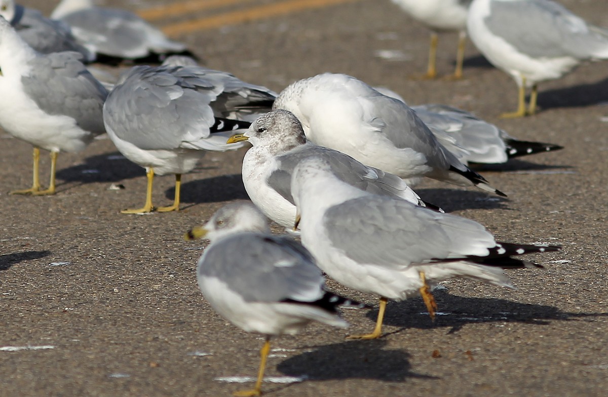 Short-billed Gull - Ben Sandstrom