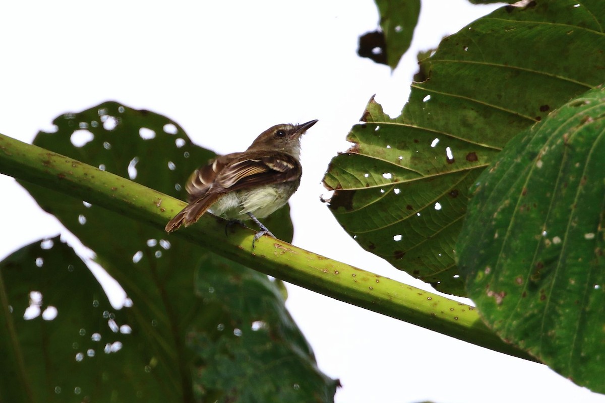 Fuscous Flycatcher - ML123991671