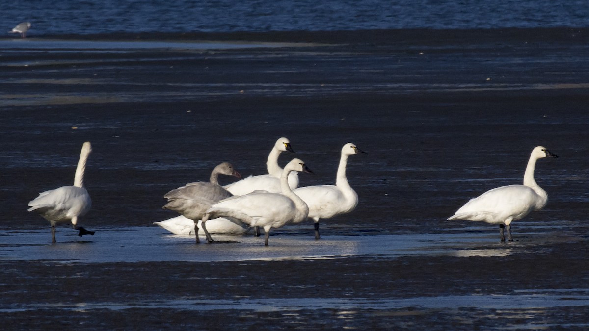 Tundra Swan - ML123994071