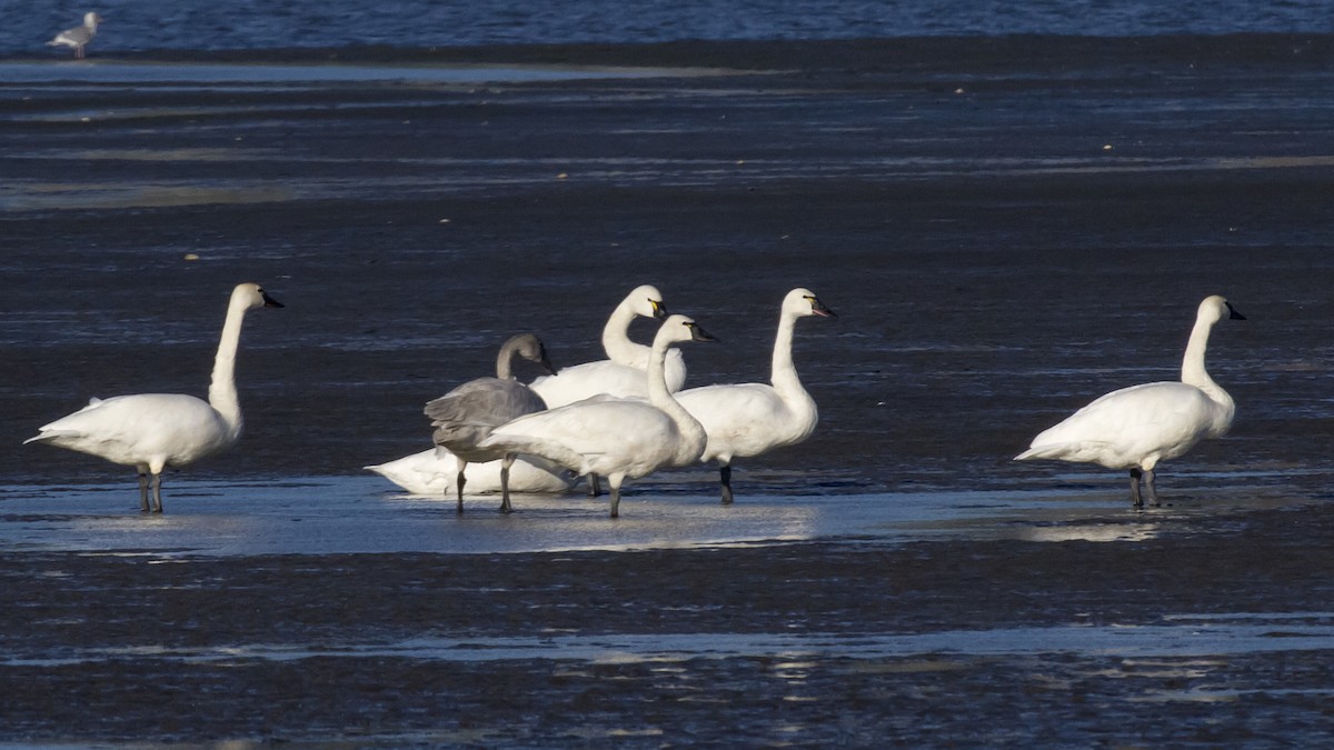 Tundra Swan - ML123994081