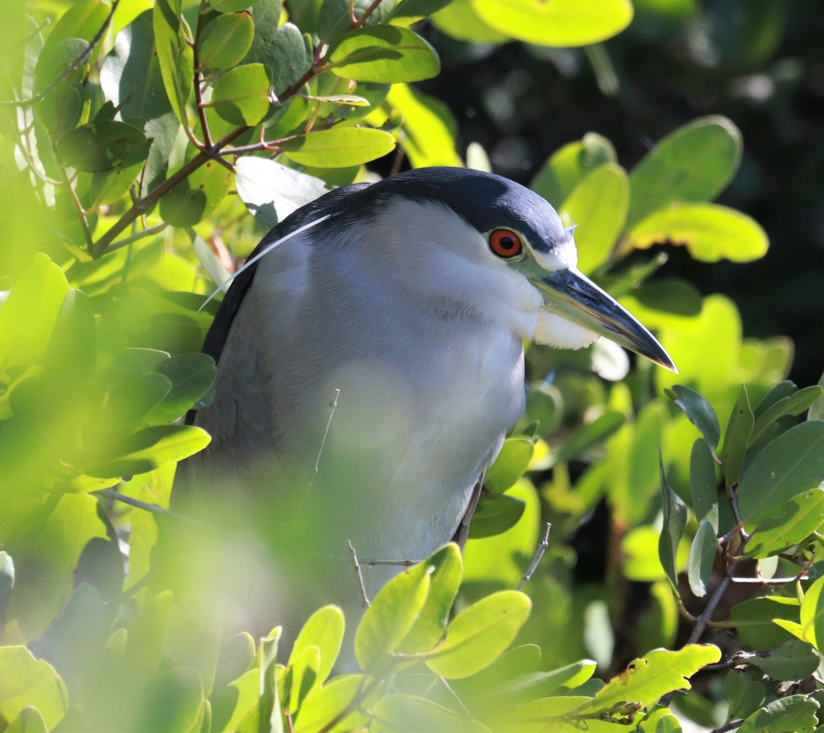 Black-crowned Night Heron - ML123994891