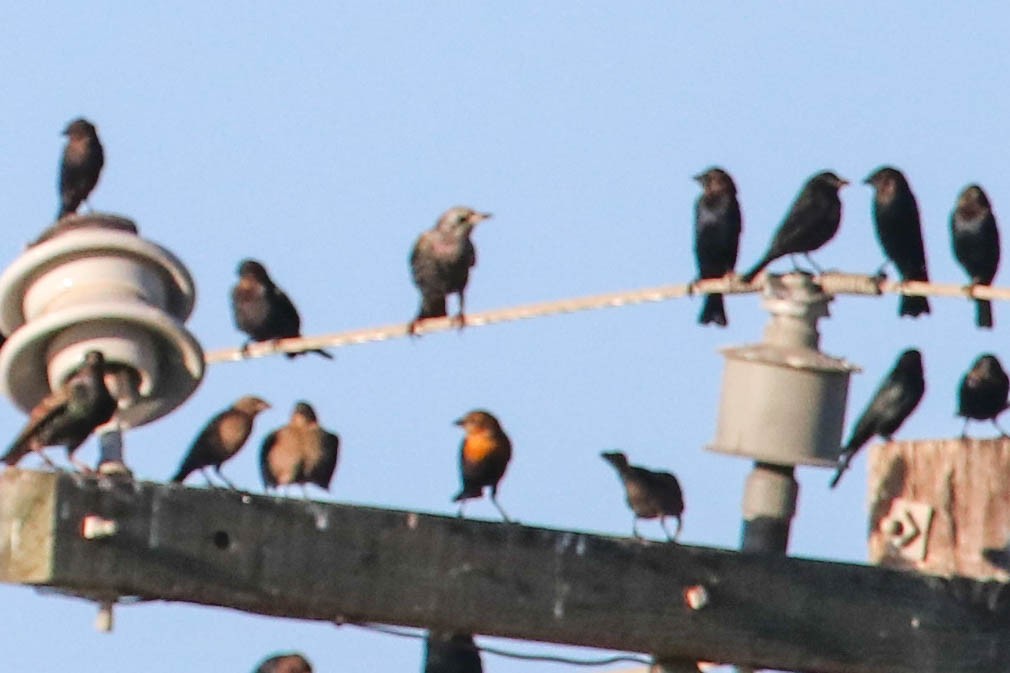 Yellow-headed Blackbird - ML123995071