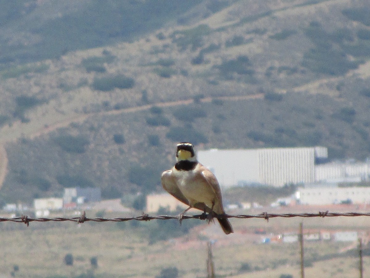 Horned Lark - ML123995271