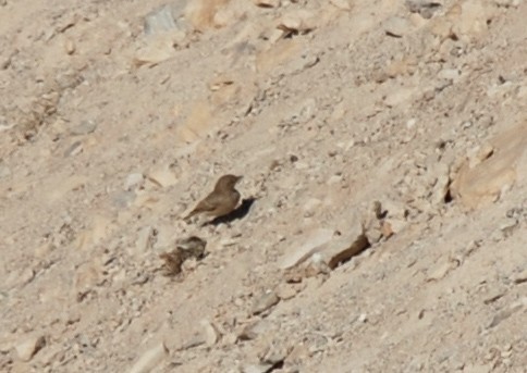 Desert Lark - ML123995441