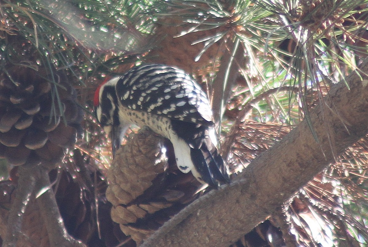 Nuttall's Woodpecker - ML123995541