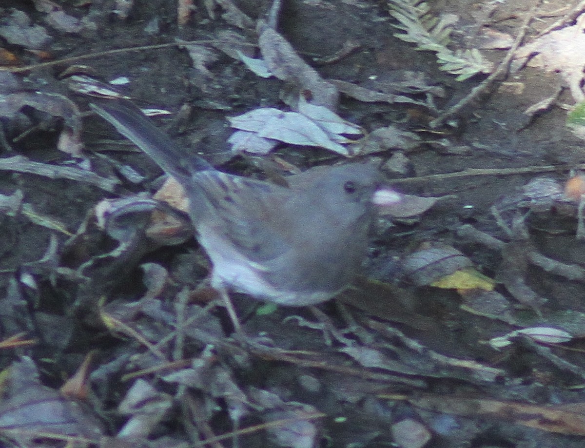 Junco Ojioscuro - ML123995811