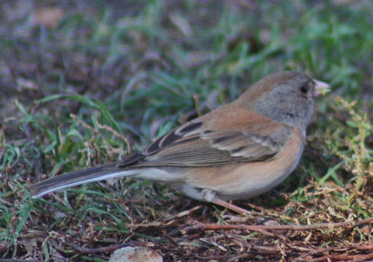 Junco Ojioscuro - ML123995901