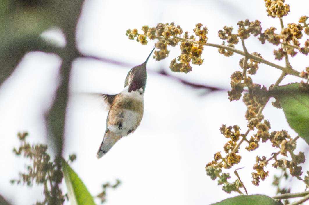 Bumblebee Hummingbird - Hector Cayetano