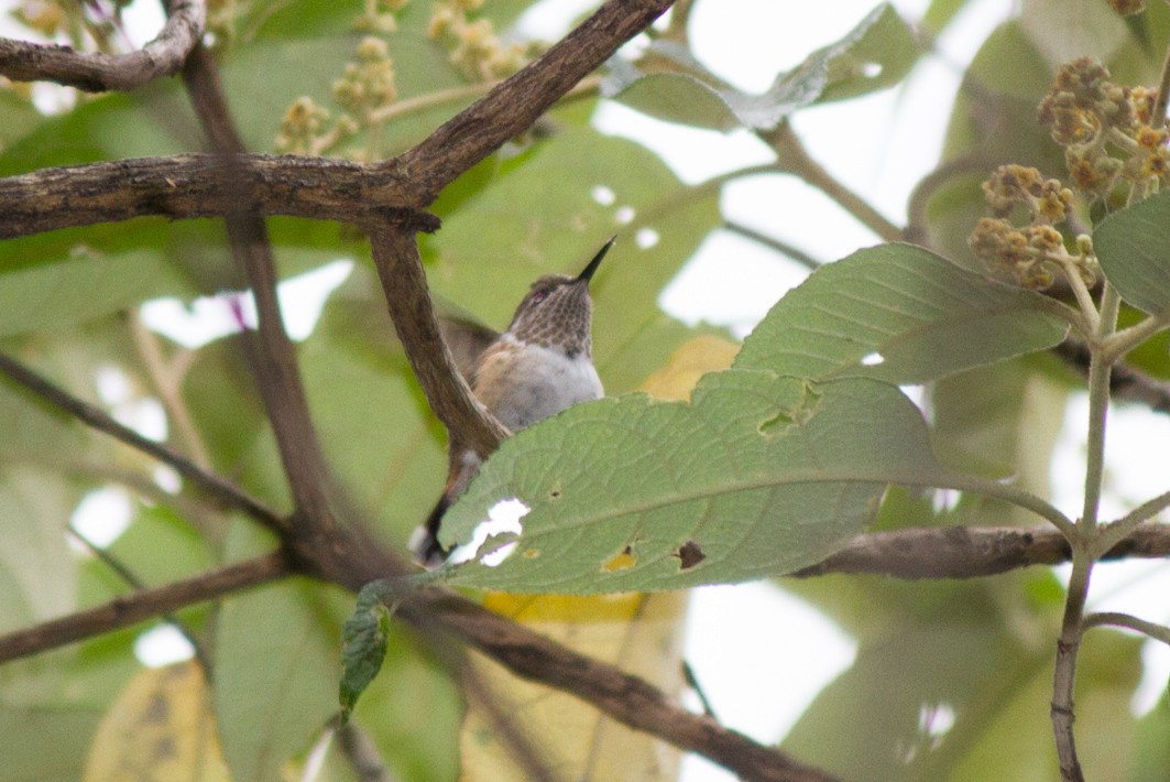 Bumblebee Hummingbird - ML123996031