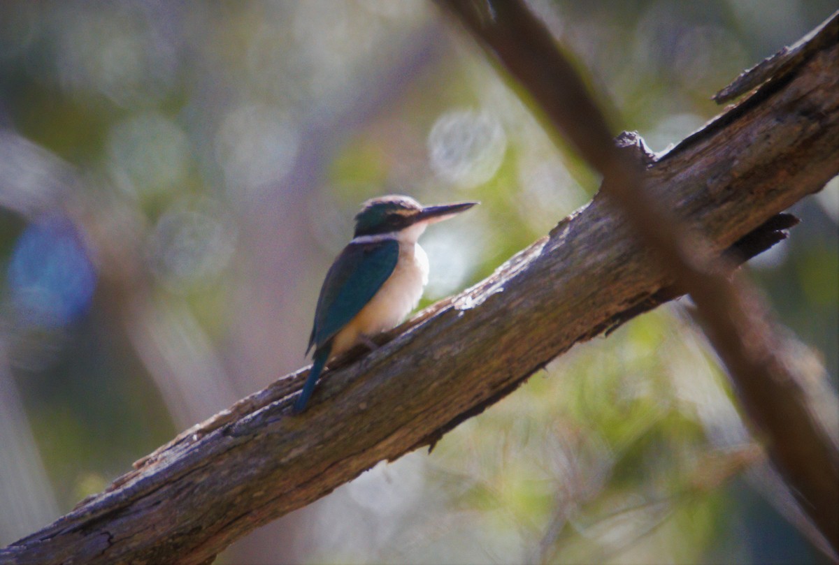 Sacred Kingfisher - ML123997151