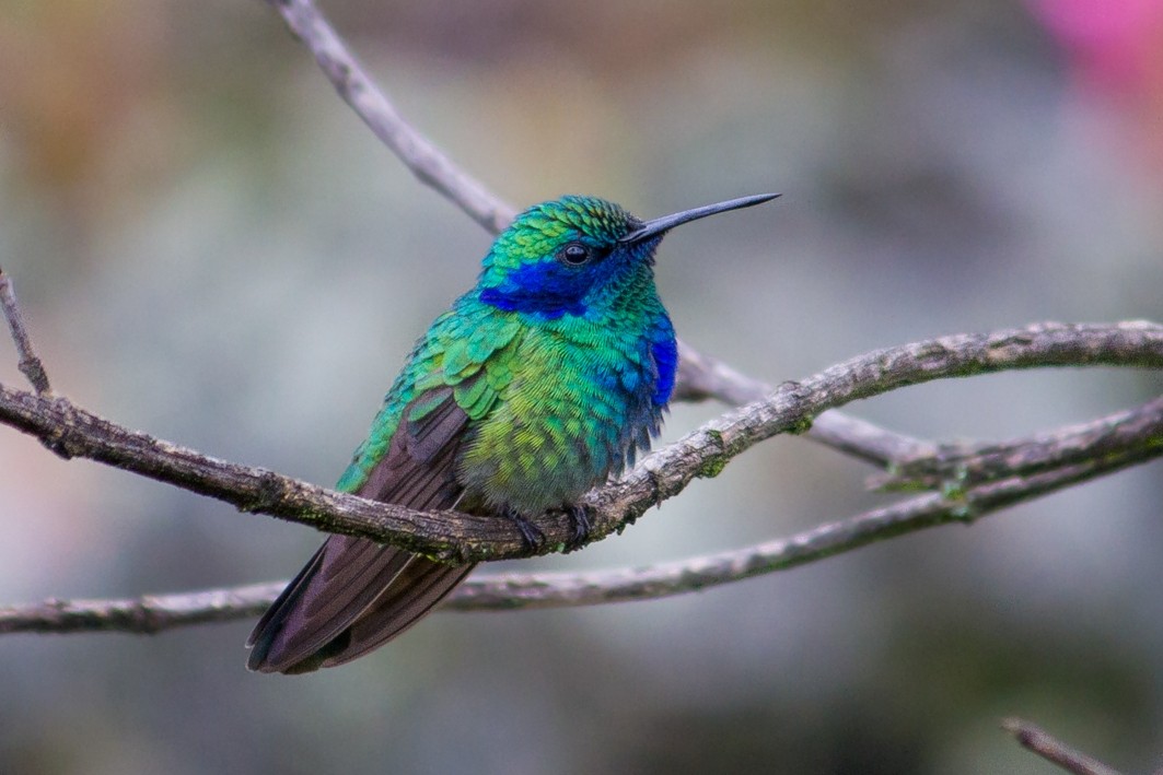 Colibrí Oreja Violeta Mexicano - ML123997921