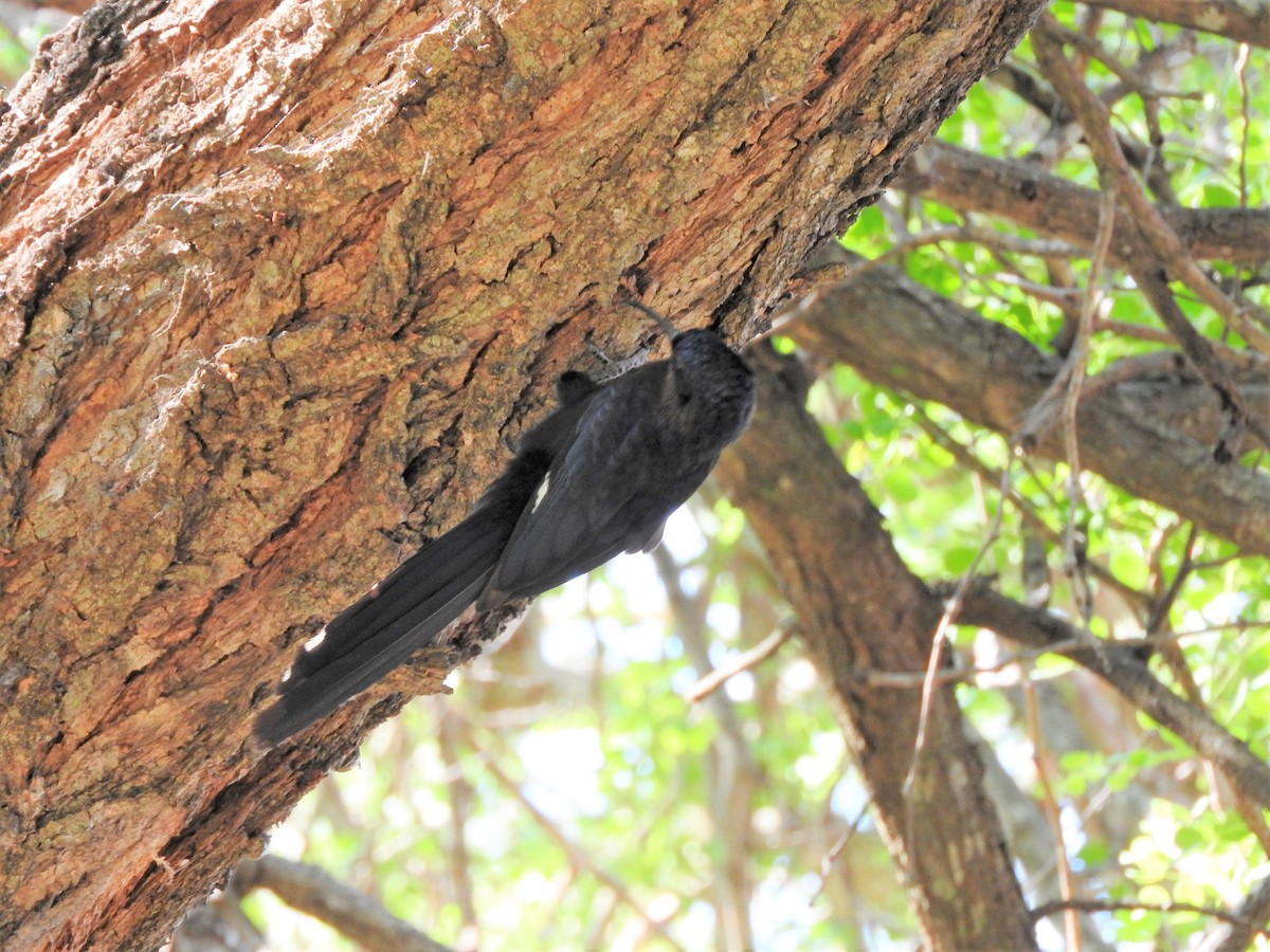 Common Scimitarbill - ML123999191