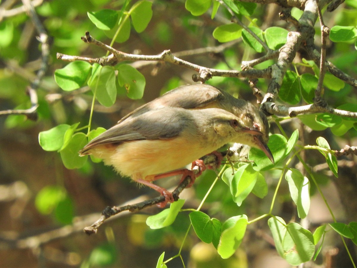 Long-billed Crombec - ML124000421