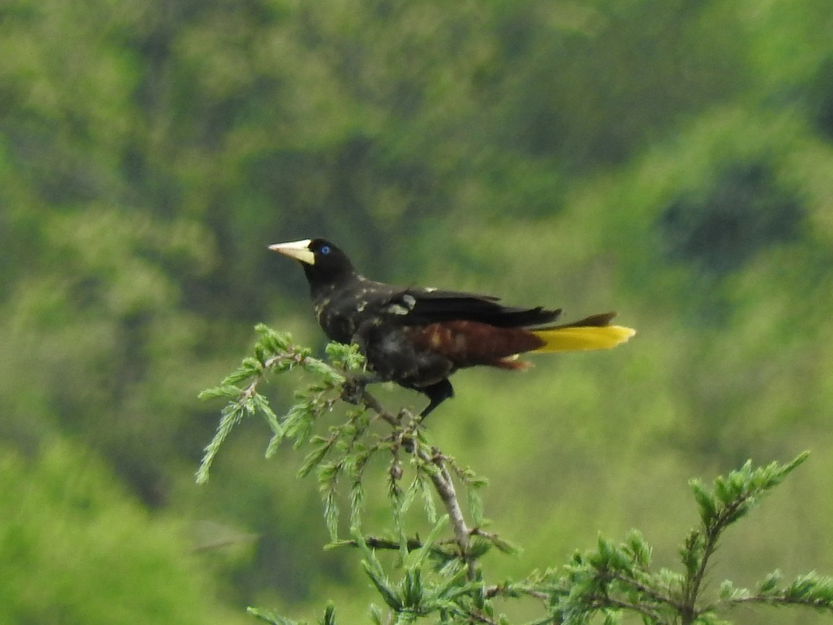 Crested Oropendola - Paul Suchanek